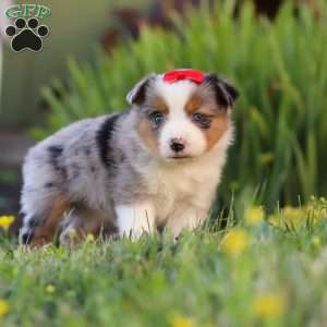 Isla, Toy Australian Shepherd Puppy